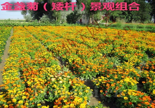 孔雀草（矮杆）景观组合