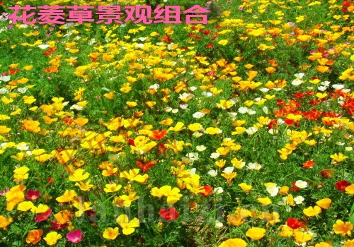 金盏菊（矮杆）景观组合
