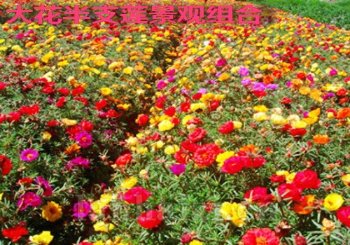 	 花菱草景观组合
