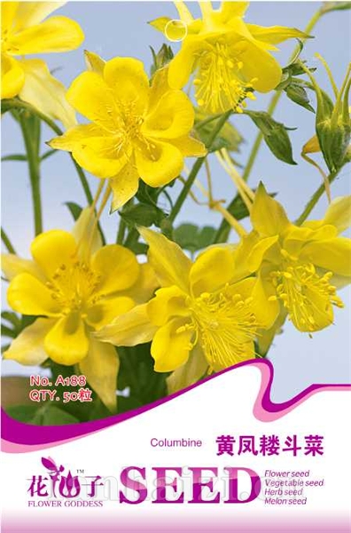 黄凤耧斗菜
