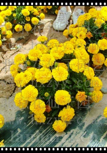 孔雀草黄