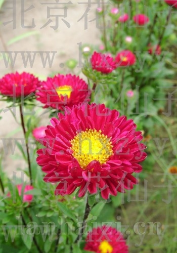切花翠菊