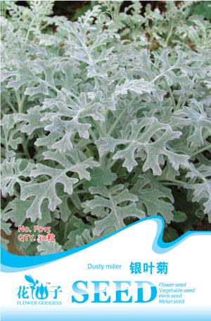银叶菊
