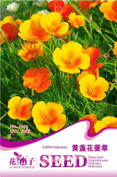 黄盏花菱草