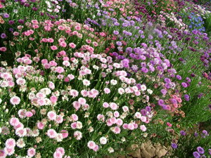 芙蓉矢车菊 特价
