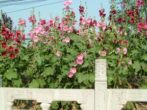 蜀葵 特价