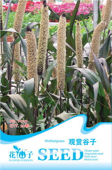 	 观赏谷子