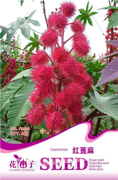 红蓖麻