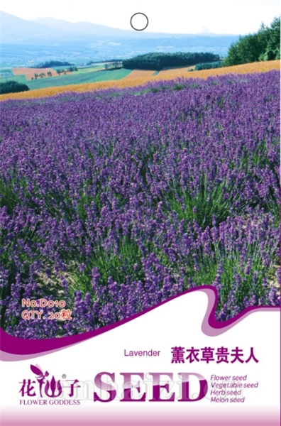 薰衣草小姑娘