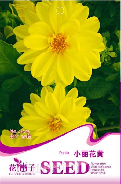 	 小丽花黄