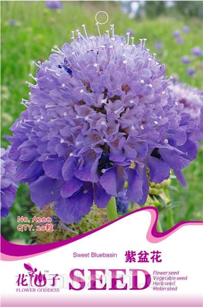 紫盆花