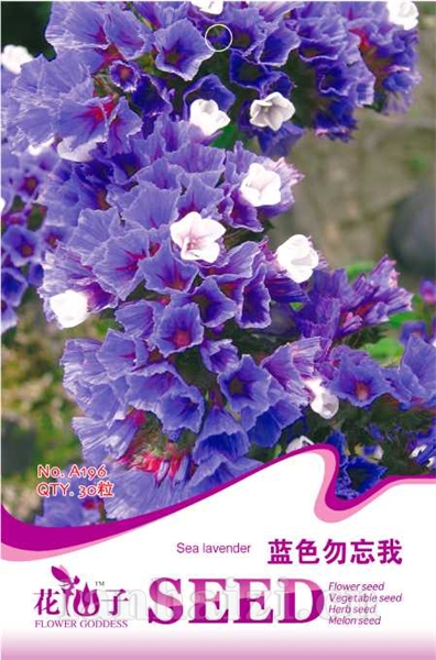 蓝色勿忘我