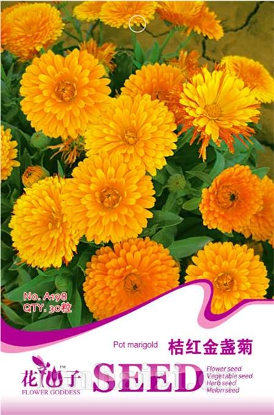 桔红金盏菊