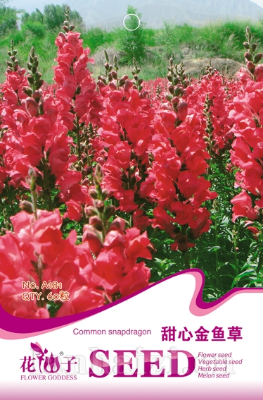 甜心金鱼草