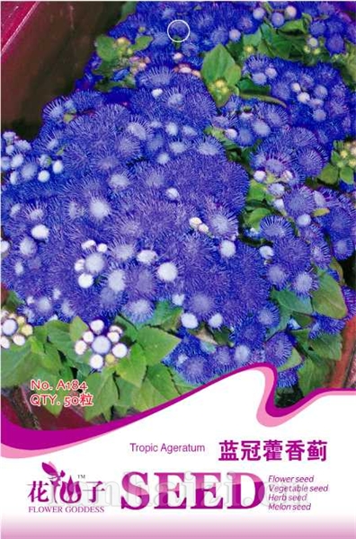 蓝冠藿香蓟