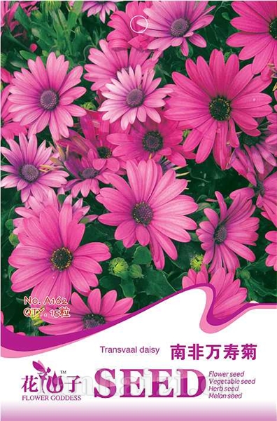 南非万寿菊