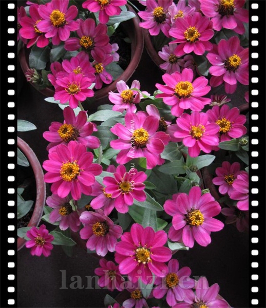 小花百日草