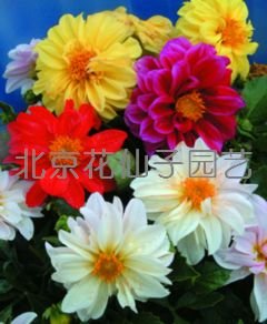 小丽花费加罗
