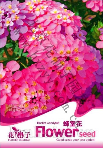 蜂室花