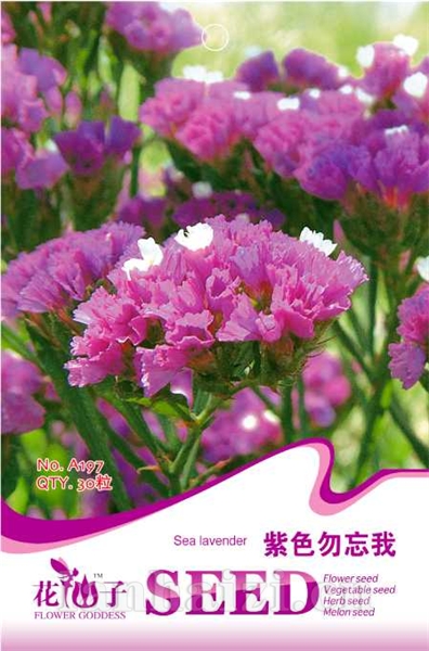 紫色勿忘我