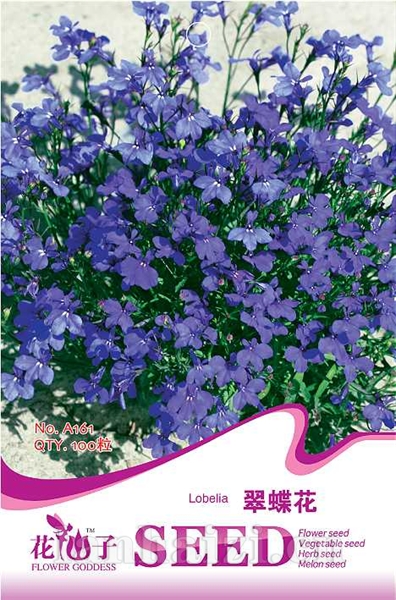 翠蝶花