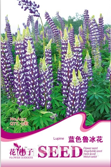 蓝色鲁冰花