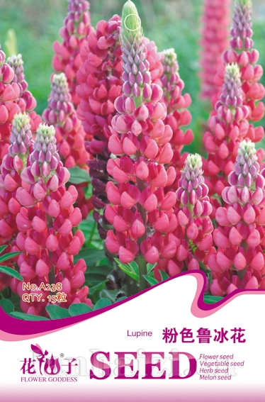 粉色鲁冰花