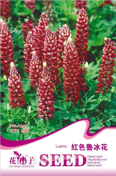红色鲁冰花