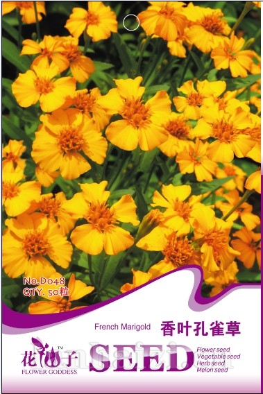 香叶孔雀草