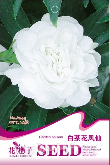 细叶美女樱