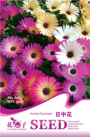 太阳花