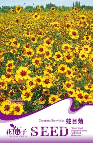 蛇目菊