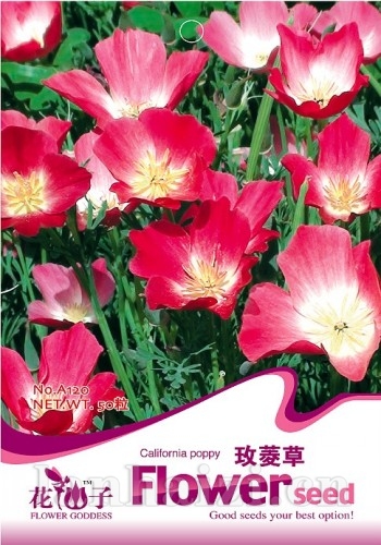 玫菱草