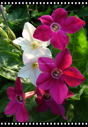 	 花烟草