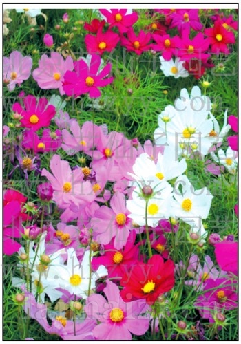 大滨菊