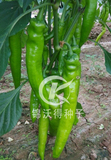 戈多