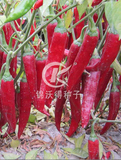 锦沃红