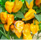 锦沃黄灯笼
