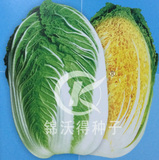  锦地春
