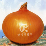 锦球之星