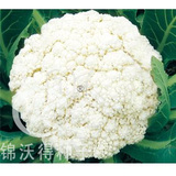 锦松80