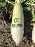  太子