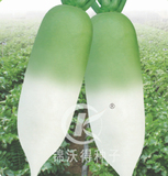 锦沃白凤