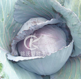 锦沃紫阳