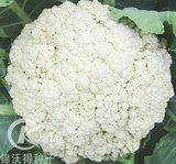 锦松65