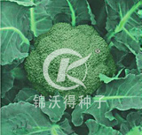 青锦