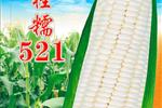 桂糯521
