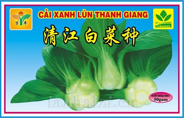 清江白菜种