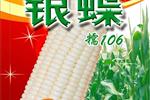 银蝶糯106