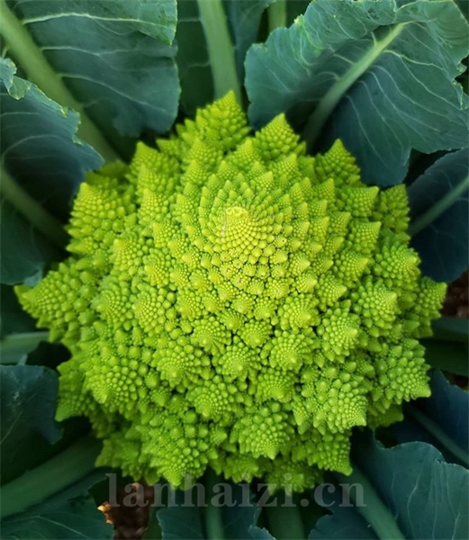 意大利宝塔椰菜
